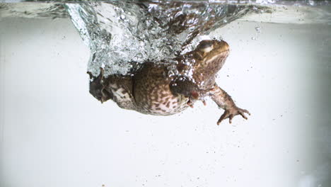 cane toad slow motion splash in fresh water on white background - submerging an amphibian