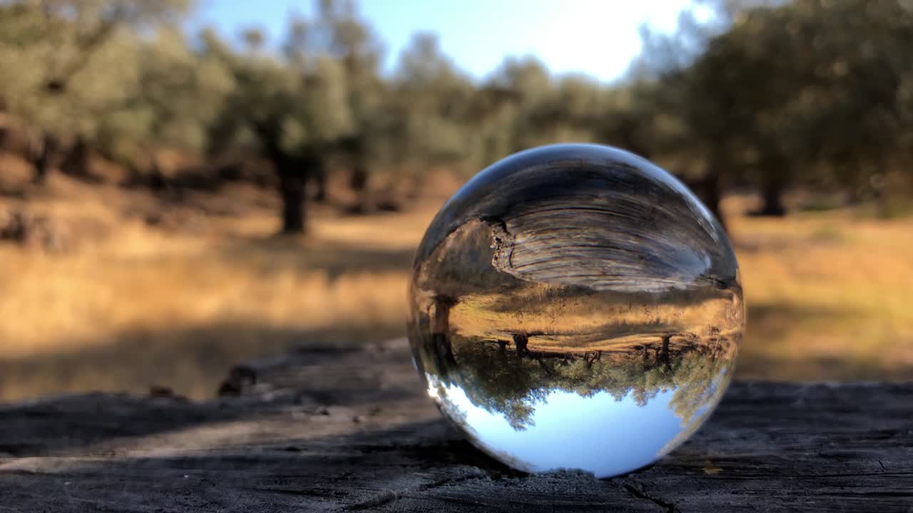 bola de vidrio en un árbol cortado, la cámara está enfocada en él y girando a su alrededor en un campo de olivos.