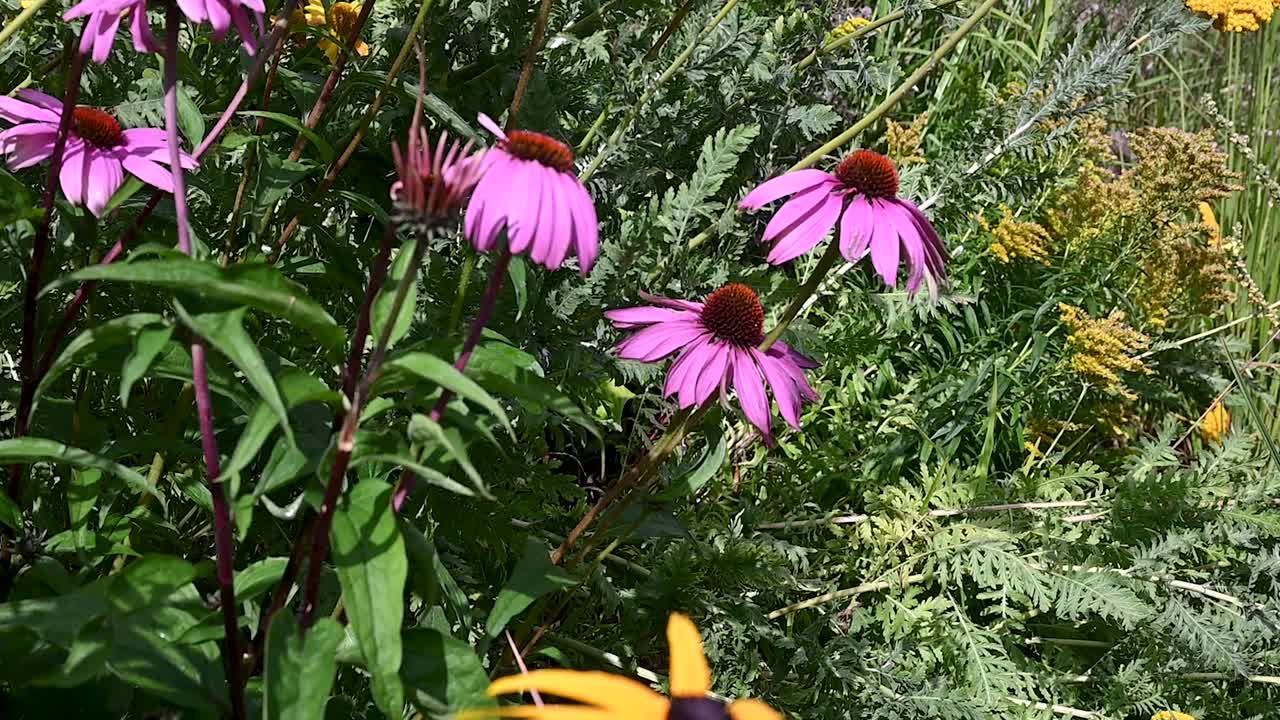 Echinacea's within the Aberdeen Art Gallery, Scotland, United Kingdom