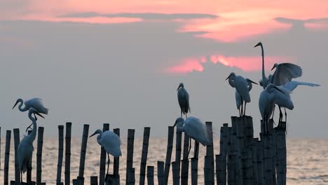 The-Great-Egret,-also-known-as-the-Common-Egret-or-the-Large-Egret