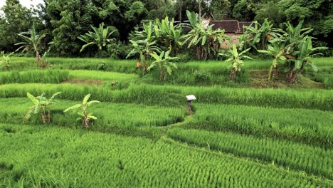 Grüne-Reisfelder-In-Lombok,-Indonesien