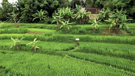 Green-Rice-Fields-in-Lombok-Indonesia