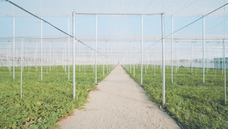 watermelon plants growing in greenhouse: agriculture and sustainable farming