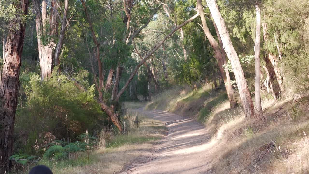 Una scena serena ritrae una donna che cammina lungo un sentiero alberato nel Warrandyte Park, Melbourne. La morbida luce serale filtra attraverso gli eucalipti, proiettando ombre delicate sul sentiero.
