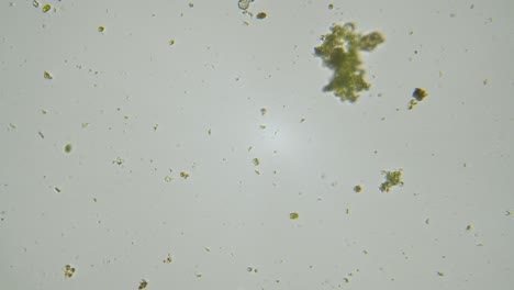 organismos unicelulares y algas bajo microscopio de aumento muestra de agua dulce