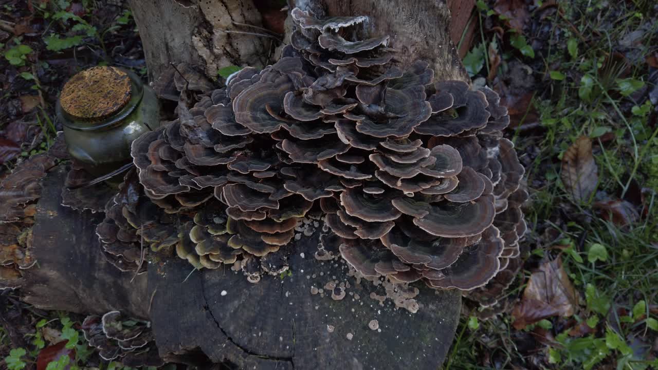 Turkey tail mushrooms - trametes versicolor - thrive on a tree stump, their intricate patterns creating a natural spectacle, next to a small jar containing an unidentified substance