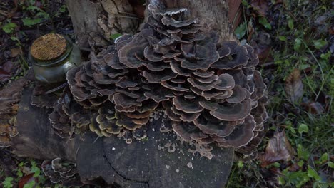 Turkey tail mushrooms - trametes versicolor - thrive on a tree stump, their intricate patterns creating a natural spectacle, next to a small jar containing an unidentified substance