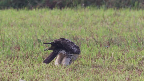 un halcón de cola roja comiendo su presa en un campo de hierba