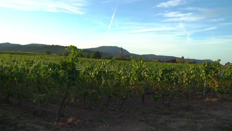 church as seen from the vineyards in bergheim outskirts during sunny evening