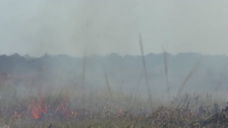 smoke and flame wildfire in the underbrush of the amazon rainforest