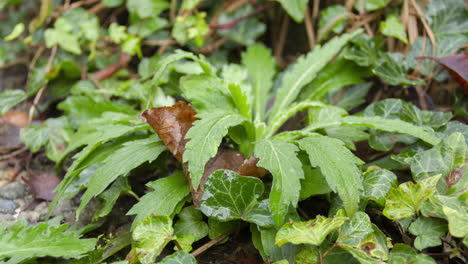 lapso de tiempo de descongelación de plantas de malezas congeladas al sol