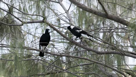 two australian magpies interact on tree branches in coffs harbour, nsw. natural lighting highlights their black and white plumage
