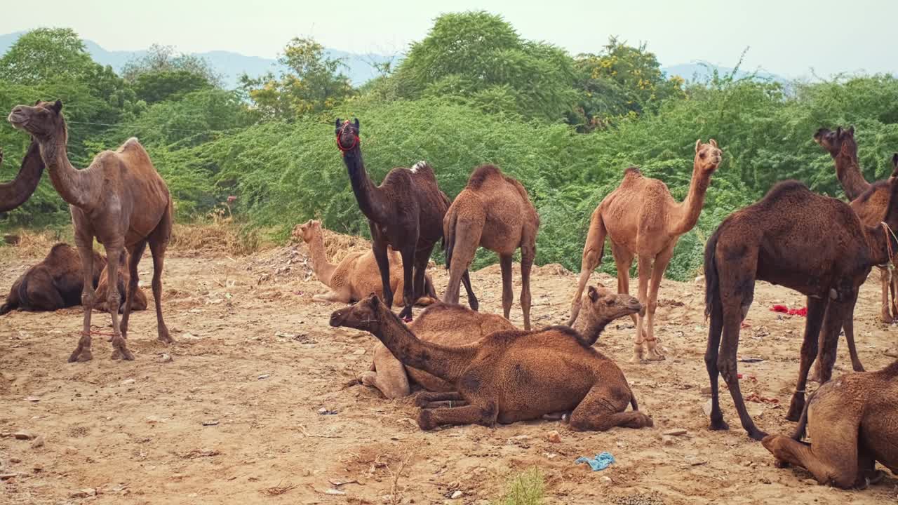 푸스카르 멜라 (pushkar mela) 낙타 박람회 - 을 는 낙타 축제, 푸스카어, 라자스탄, 인도