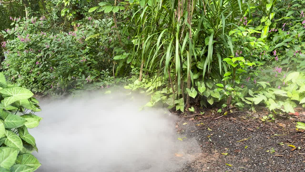 Thick white smoke drifts over a tropical garden path, daylight, static camera, vibrant greenery