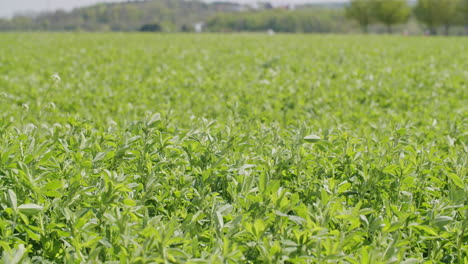 wide shot of a herb field