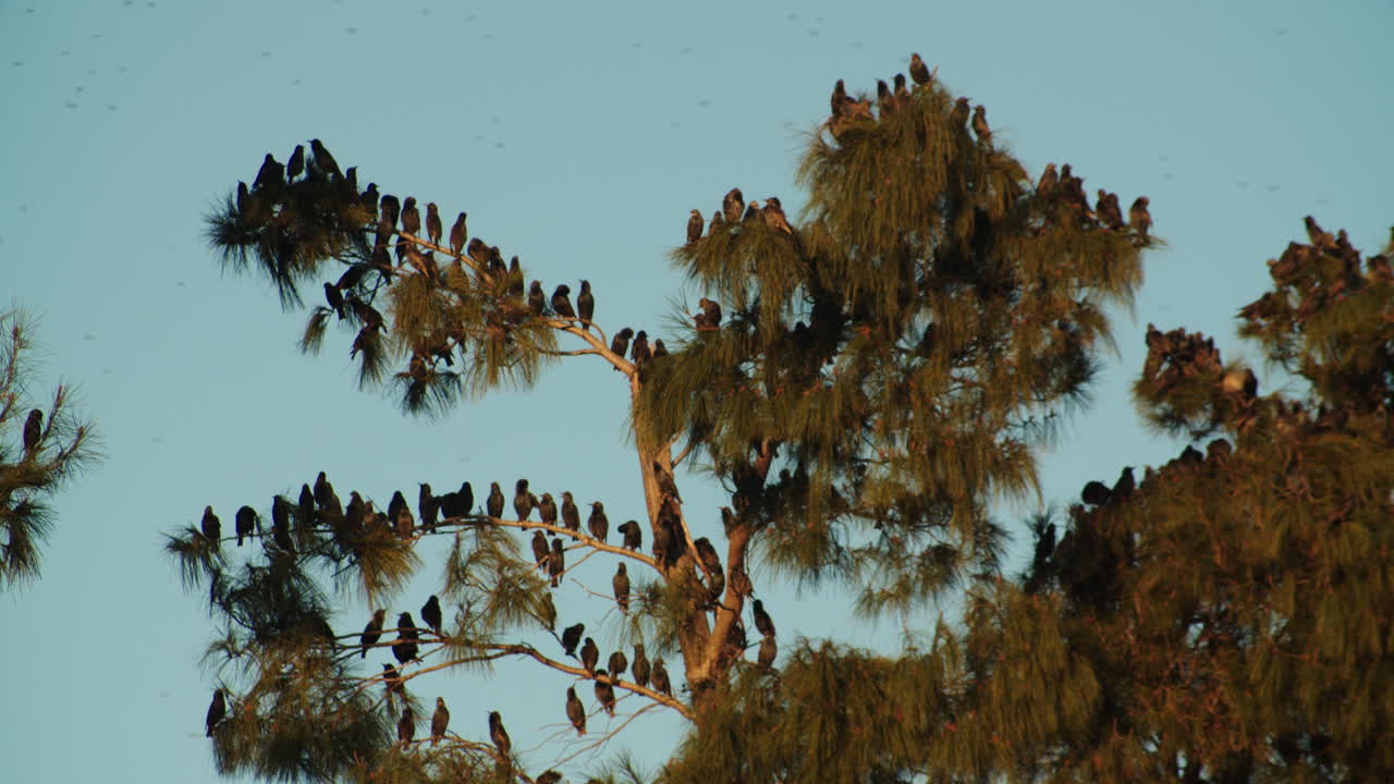 aves migratorias de tordo esperando en un pino en un día de cielo despejado, estática