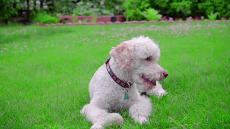 calm dog lying on green grass. dog with toy. white labradoodle lying on lawn