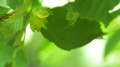 green unripe hazelnuts on the branch on a sunny summer day, close up shot