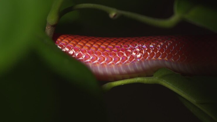 Bright Red coloured Coral snake moves between the deep green leaves in the rain forest of Peru