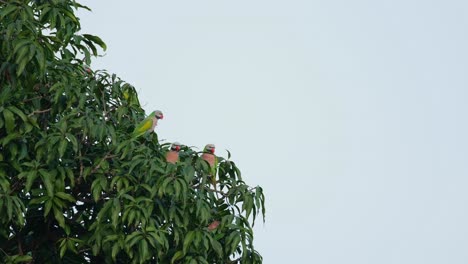 Visto-Teniendo-Una-Reunión-Discutiendo-Qué-Hacer-Durante-El-Día-Excepto-Volar-Y-Comer-Demasiado-Mientras-La-Cámara-Se-Aleja,-Periquito-De-Pecho-Rojo-Psittacula-Alexandri,-Tailandia