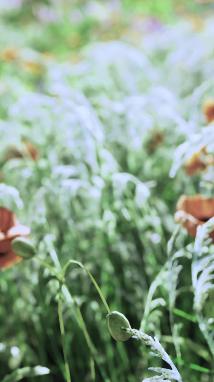 Hands gently exploring wildflowers in a vibrant green field during springtime