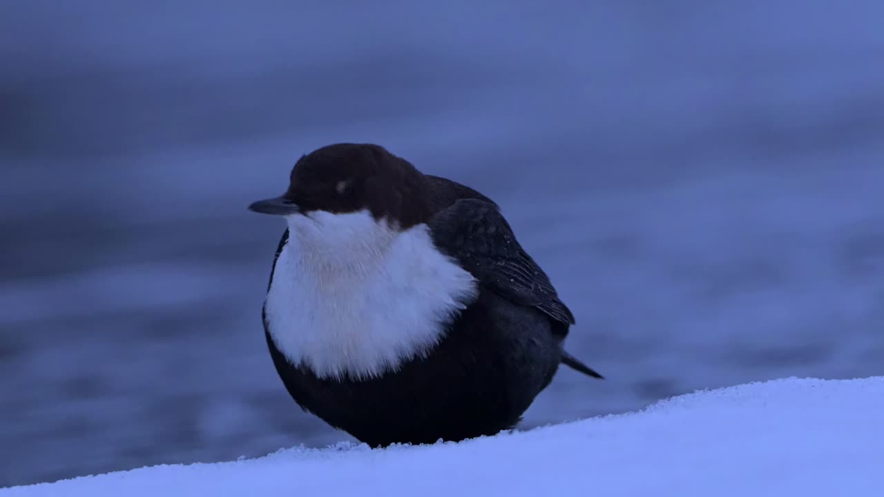 노르웨이 강변에서 카메라를 바라보고, 돌아서서, 배설을 하는  목의 어리