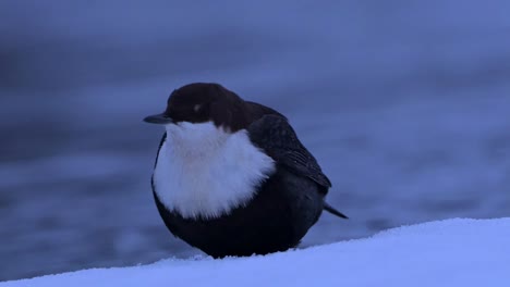 weißhals-dipper am norwegischen flussufer schaut auf die kamera, dreht sich, defektiert