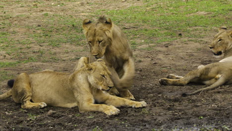 lion and lioness copulating at open grassland