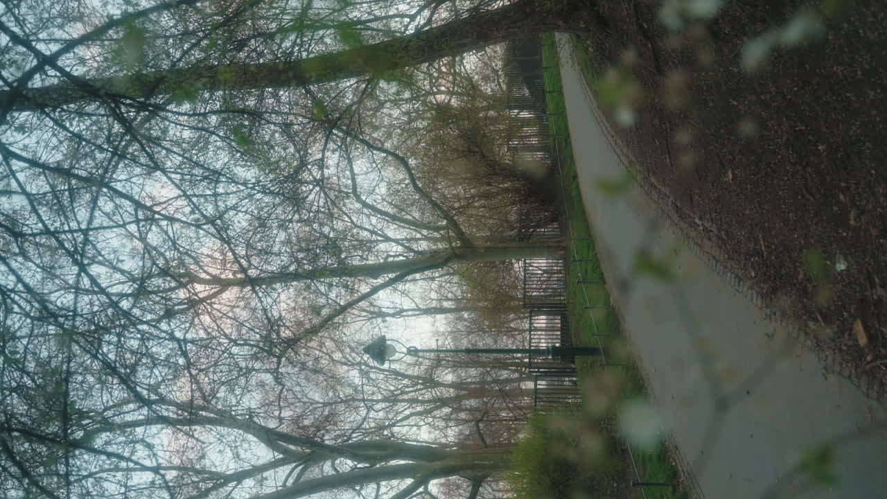 Letn&aacute; Park, Prague: Sunlit bare trees, serene ambiance - vertical