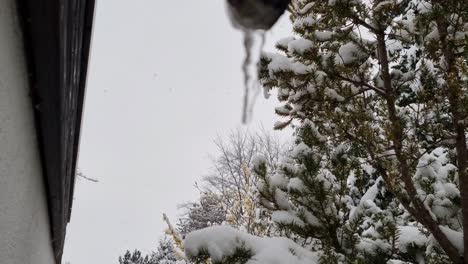 snow falls with dripping icicle blurred in foreground during winter climate