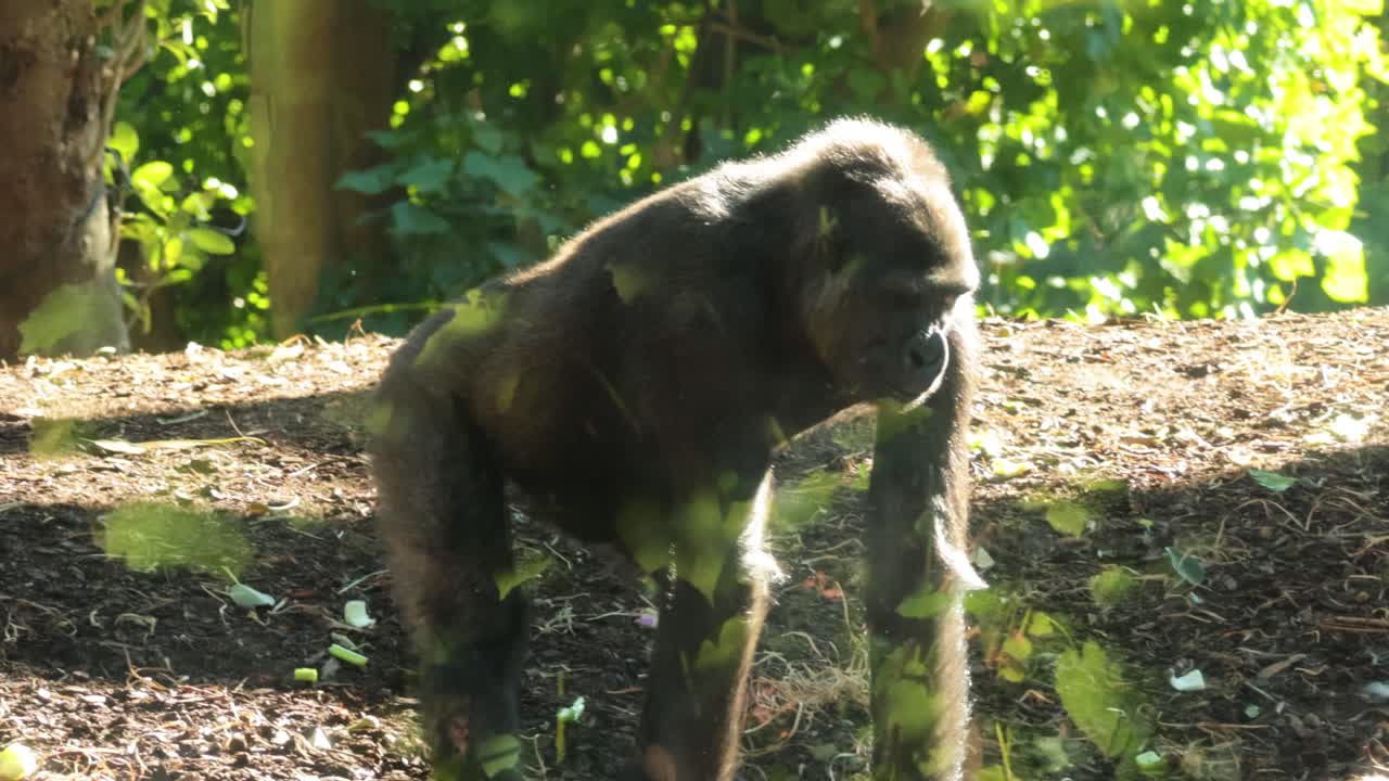 gorila caminando y comiendo hojas en el recinto