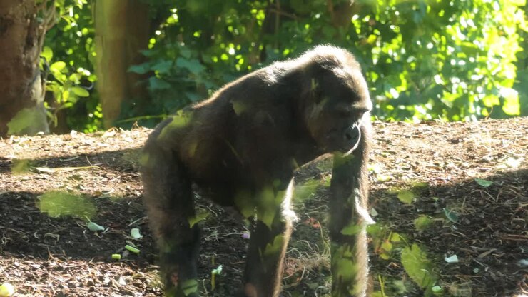 Gorilla che cammina e mangia foglie nel recinto
