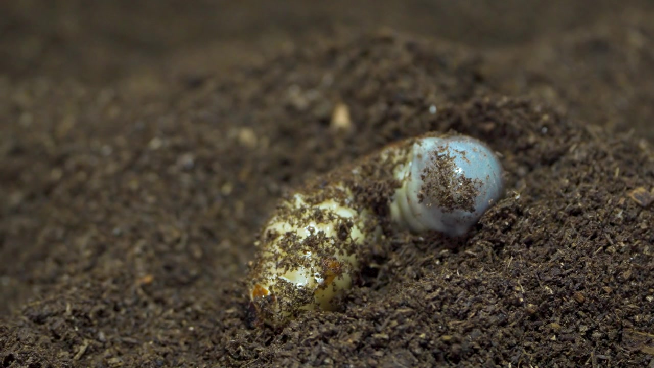 Pale beetle grub larva curls in dark soil covered in dirt and debris in extreme macro close up shot