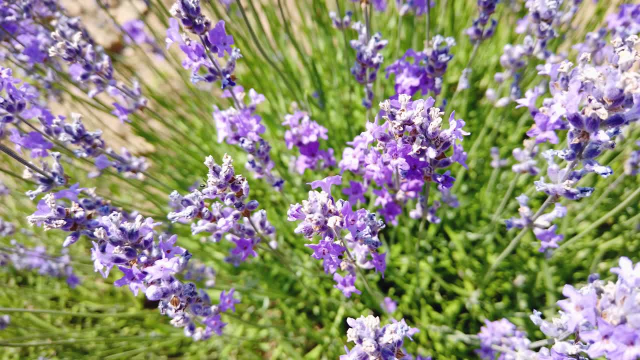 Fiori di lavanda profumati di colore viola fotografati dall'alto. Api mellifere raccolgono il nettare delle erbe. Una giornata estiva nei campi della Bulgaria.