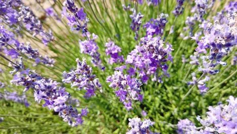 aroma lavender flowers in purple photographed from above. honey bees collect herb nectar. a summer day around the fields of bulgaria