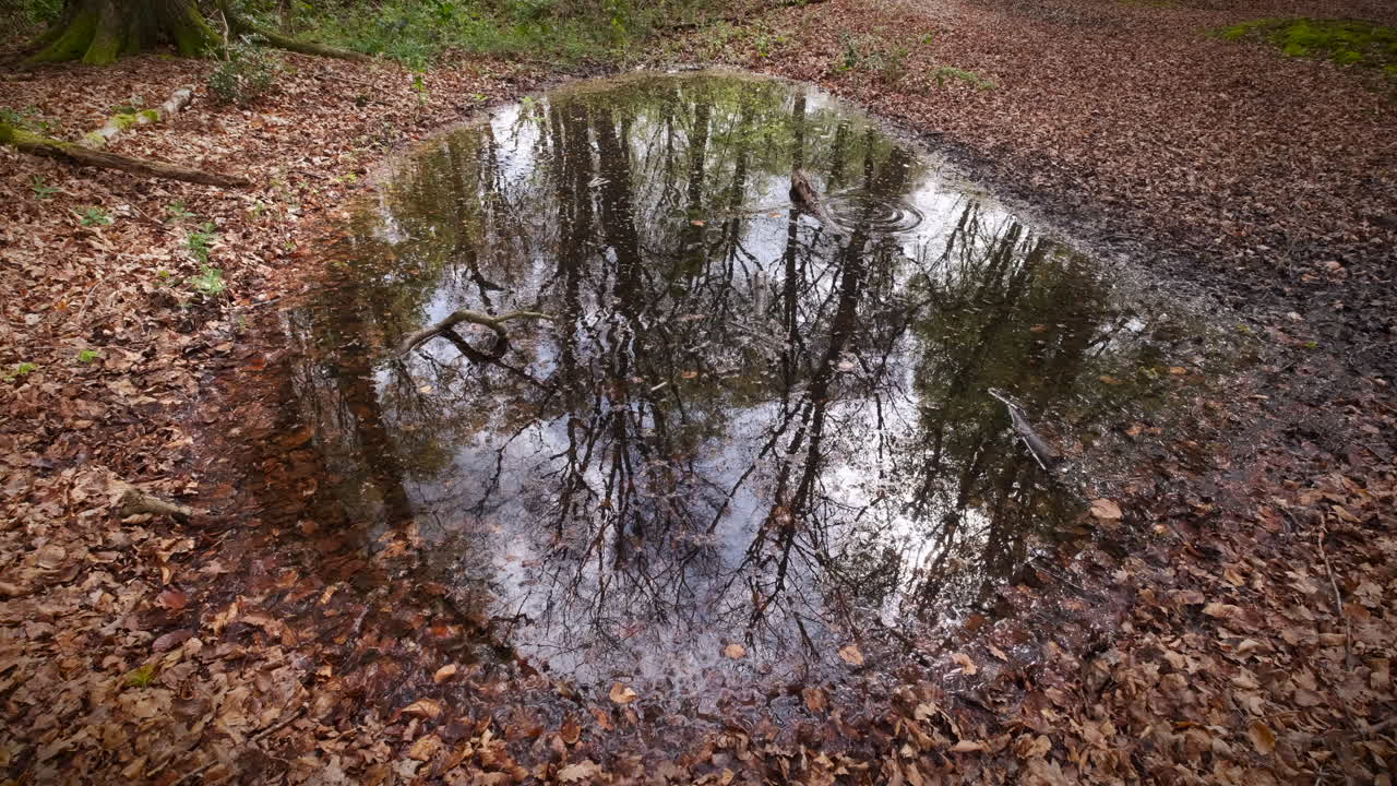 A large rain water puddle reflecting the canopy of trees in a woodland, Worcestershire, England