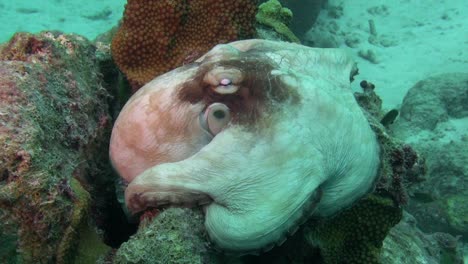 Großer-Oktopus-ändert-Sein-Muster