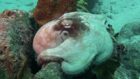 patrón de cambios de pulpo grande