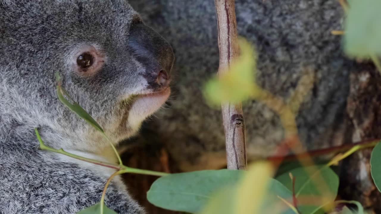 A koala closely munches on eucalyptus leaves, showcasing its fluffy ears and grey fur.