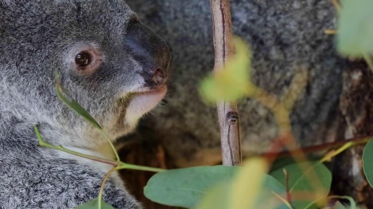 Un koala sgranocchia da vicino foglie di eucalipto, mettendo in mostra le sue orecchie soffici e la pelliccia grigia.