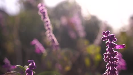 una toma de cámara de mano que cambia el enfoque de las flores moradas en primer plano a las flores moradas en el fondo