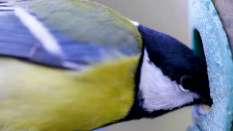 imagen macro cinematográfica en cámara súper lenta hd de un pájaro volando hacia un comedero para pájaros y comiendo semillas
