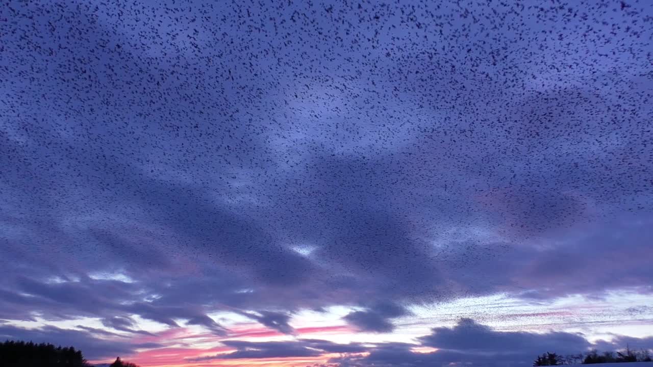 tarn sike 자연 보호 구역 cumbria 영국에서 일몰에 대한 starling murmurations