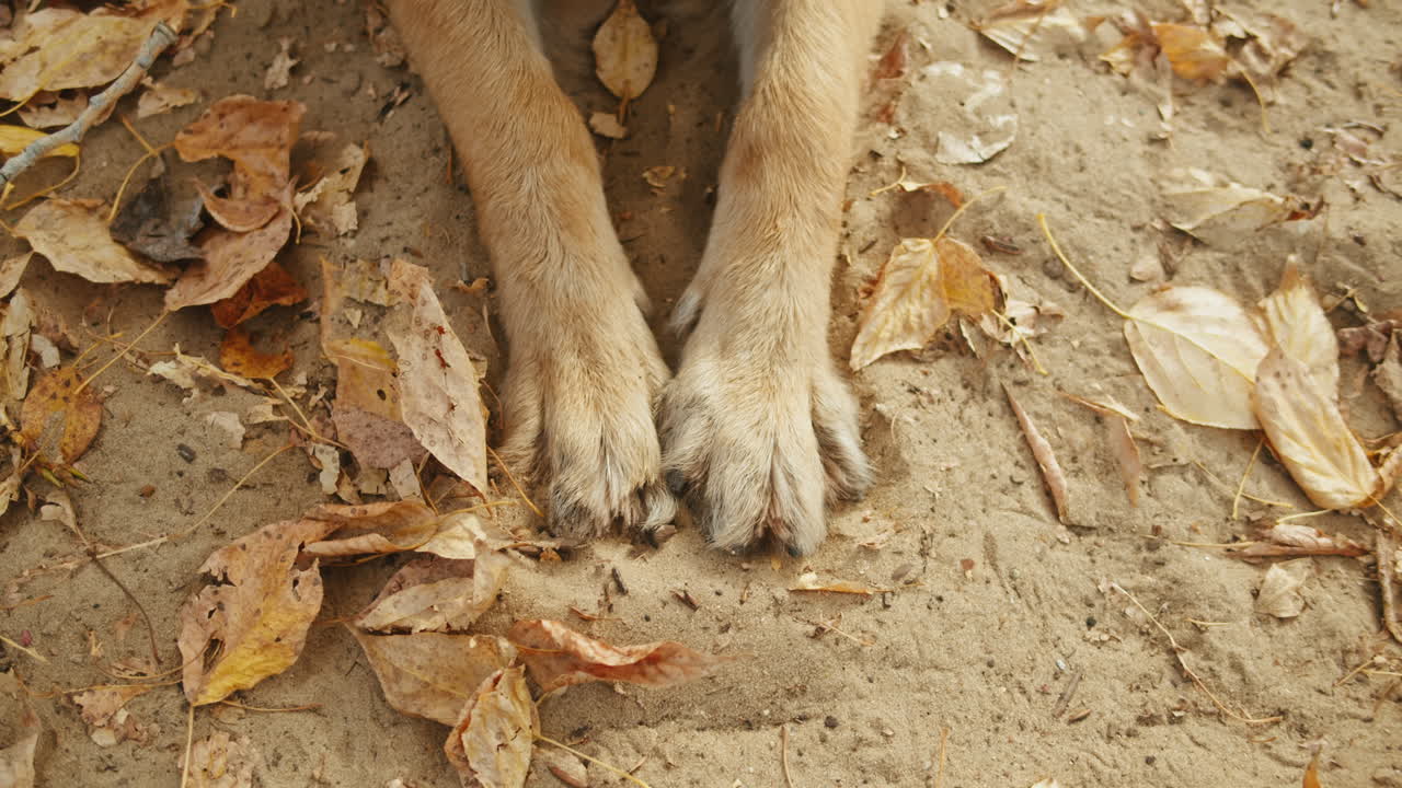 Dog Paws in Autumn Leaves