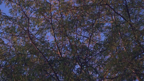 Close-shot-of-a-tree-top-bathed-by-the-late-afternoon-light