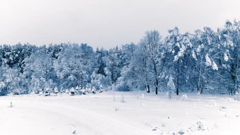 Snowy-branches-in-forest.-Winter-fairy-background