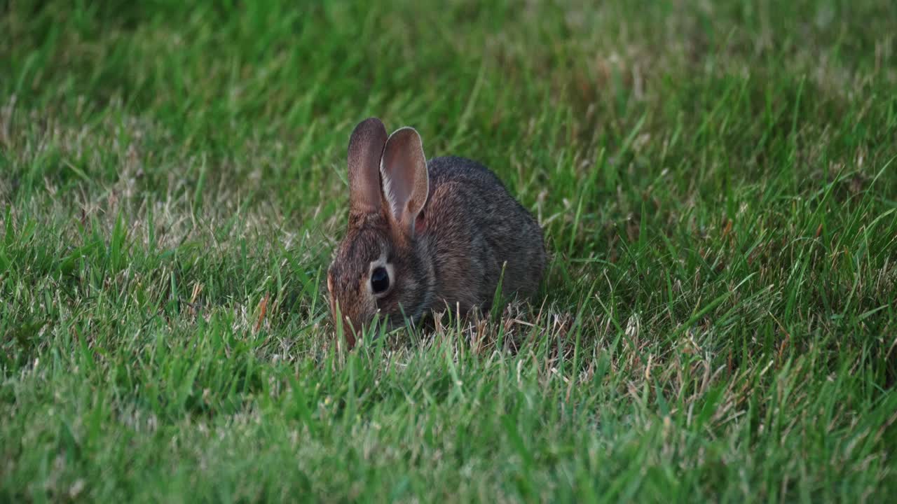 un conejo de cola de algodón come hierba y levanta la cabeza para comprobar su entorno
