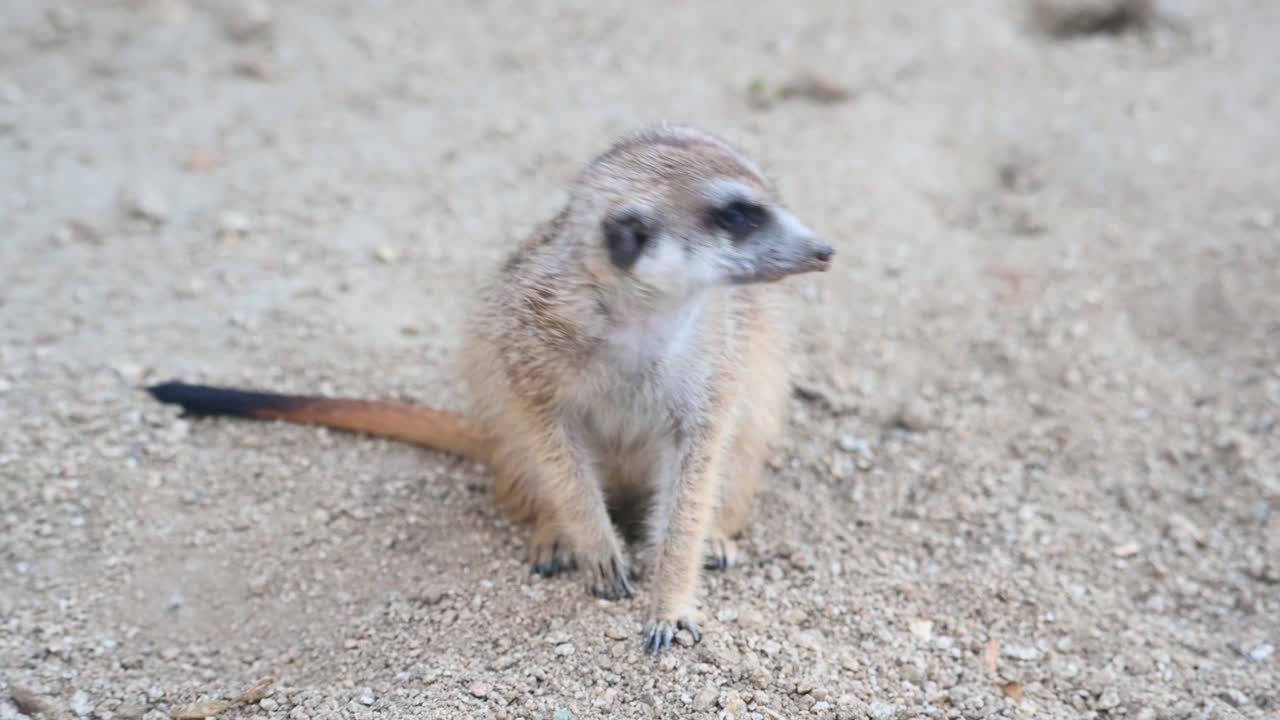 Suricate, Suricata suricatta, filmagem 4K deste adorável suricate fofo olhando diretamente para a câmera e ao redor, depois se afastando para o lado direito do quadro