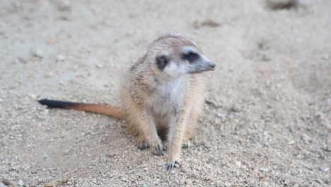 Meerkat,-Suricata-suricatta,-4K-footage-of-this-lovely-cute-Meerkat-looking-straight-to-the-camera-and-around,-then-walks-away-to-the-right-side-of-the-frame