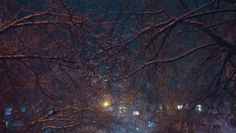 frosted bare tree branches illuminated by soft light, with residential building in the background and cold winter atmosphere setting a serene, peaceful ambiance